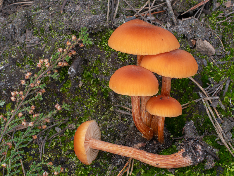 Laccaria laccata Laccaria laccata